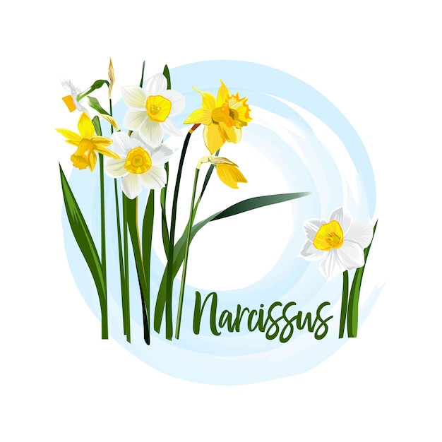 Decoratieve bloemnarcissen