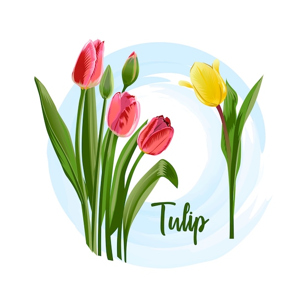 Decoratieve bloemtulp