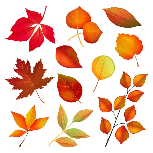 Vector decorative autumn leaves and twigs vector set