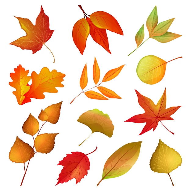 Декоративные осенние листья и ветки Векторный набор