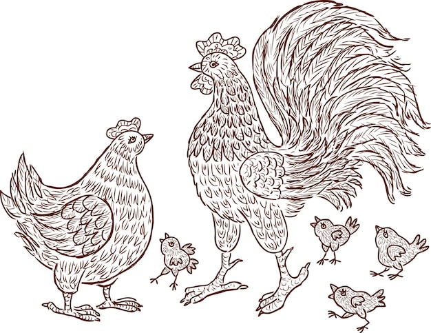 Il gallo decorativo gallina e polli