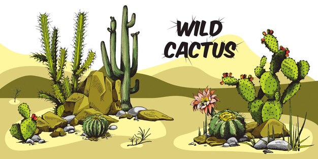 Vector decorative colorful banner with desert cactuses engraving vector illustration