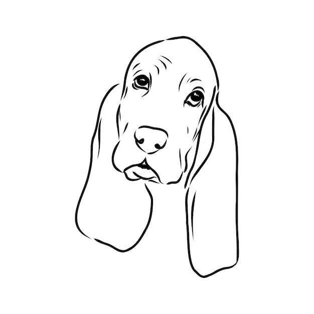 Decorative contour portrait of standing in profile Basset Hound vector isolated illustration