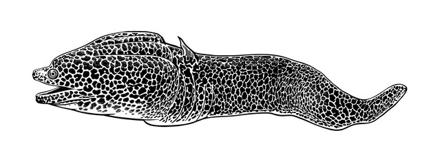 Декоративная рыба мурена, изолированные на белом фоне векторные иллюстрации