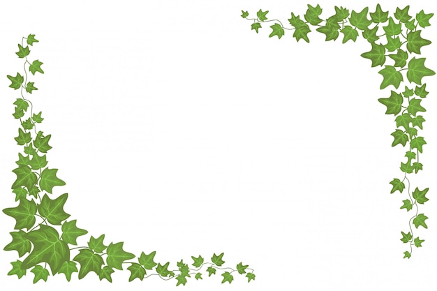 Decorative green ivy wall climbing plant vector frame background