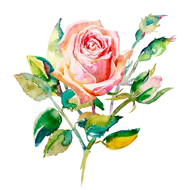 Decorative hand painting of rose isolated on white background