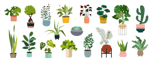 Decorative houseplants in pots mega set in flat graphic design Collection elements of home potted plants with variation green foliage of monstera ficus succulent calla lily Vector illustration