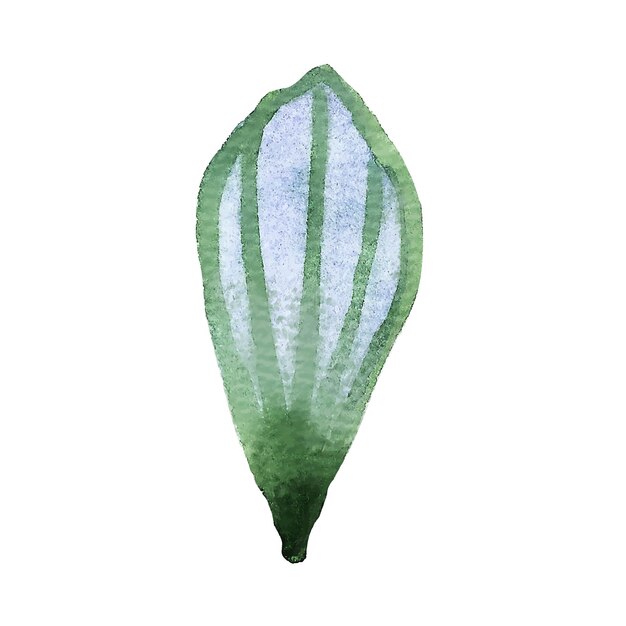 decorative leaves and branches watercolor