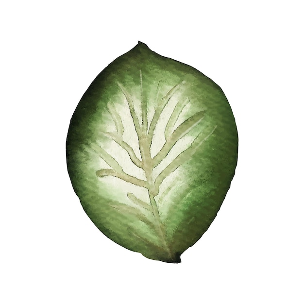decorative leaves and branches watercolor