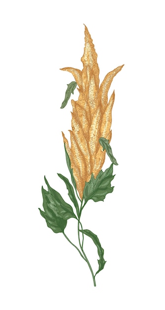 Vettore disegno naturale decorativo di quinoa o pianta fiorita di amaranto o infiorescenza