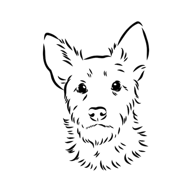 Decorative outline portrait of dog australian terrier vector