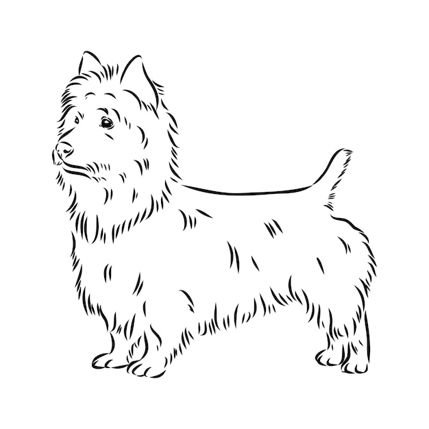 Decorative outline portrait of dog australian terrier vector