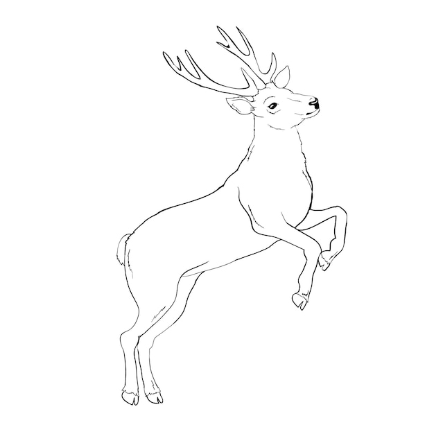 Deer drawing