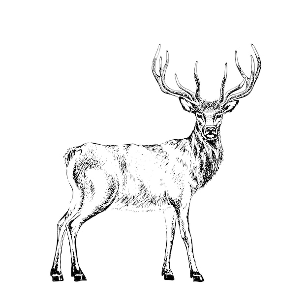 Deer engraved illustration vector