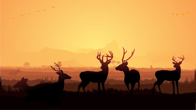 deer in forest