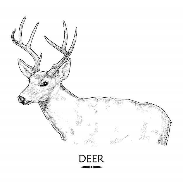 Deer , hand drawn illustration