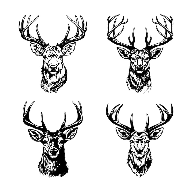 Deer hand drawn vector in white background