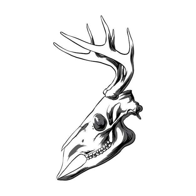 Vector deer head skull vector illustration