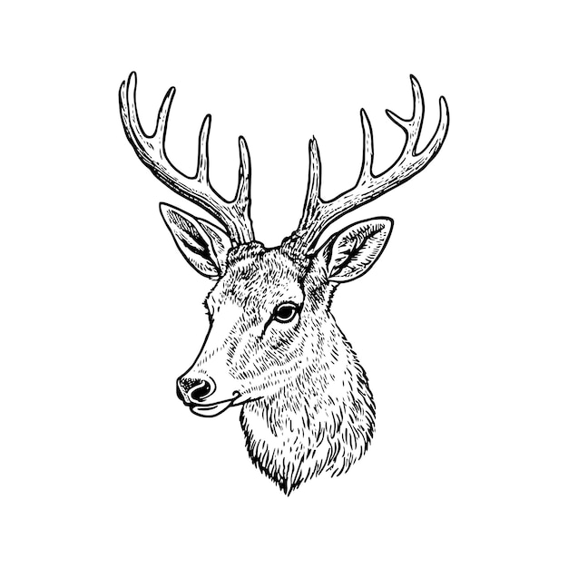 Vector deer head vector illustration hand drawn