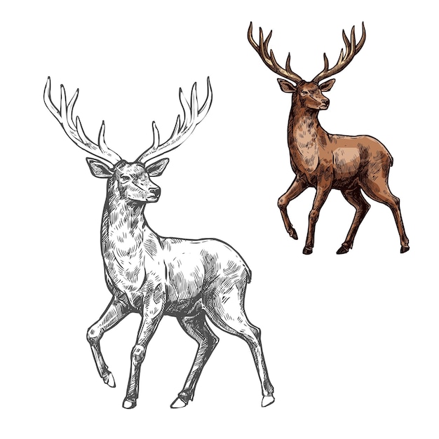 Vector deer reindeer or elk sketch of wild mammal animal