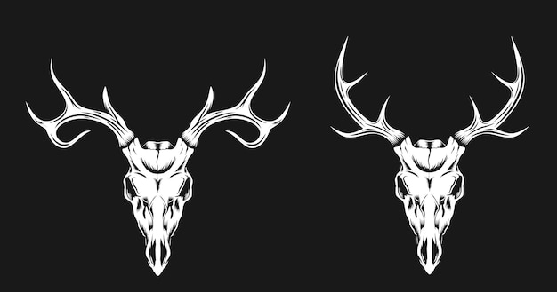 Vector deer skull illustration with 2 different horn