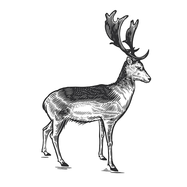 Vector deer vector illustratie zwart-wit schets