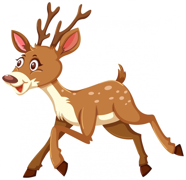 A deer on white background