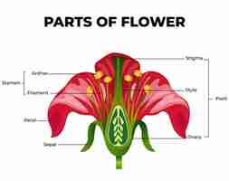 Vector delen van bloemen