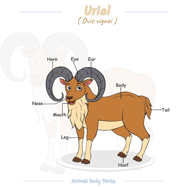 Vector delen van een urial-cartoon