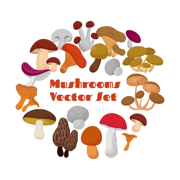 Vector delicacies fresh edible mushrooms vector set