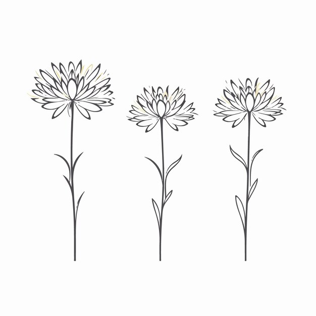 Delicate aster illustraties met hun ingewikkelde bloemblaadjes in vectorformaat