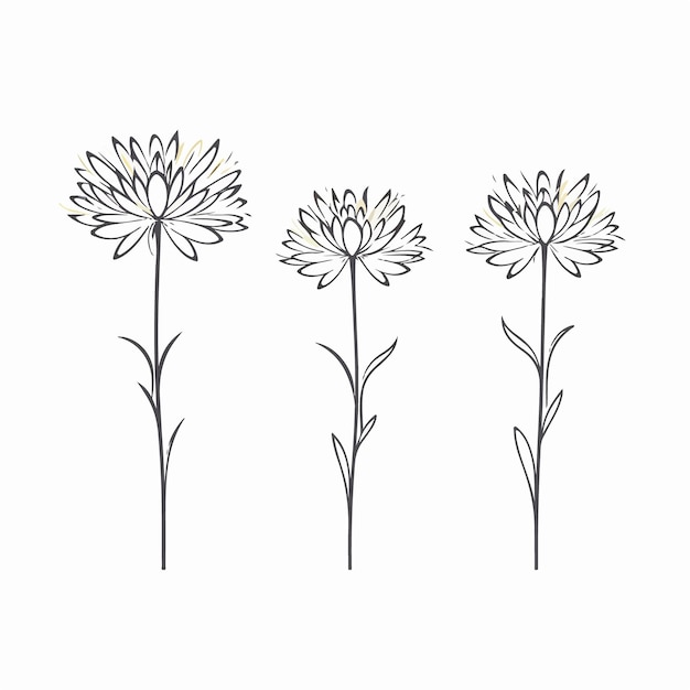 Delicate illustrazioni di asteri che mostrano i loro complessi petali in formato vettoriale