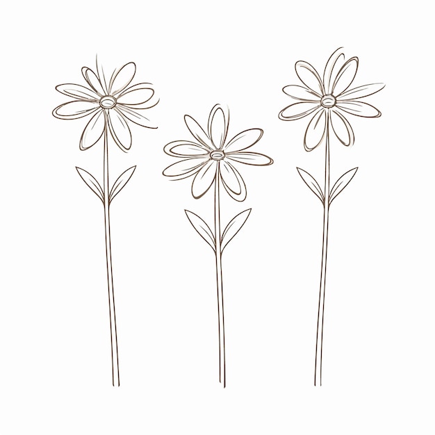 Vector delicate daisy outline illustration