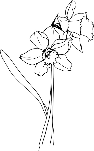 Vector delicate flower drawing