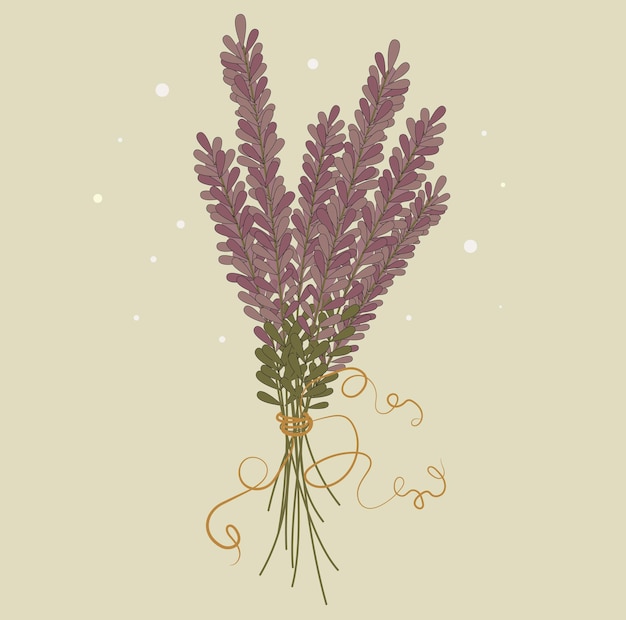 Vector delicate fragrant lavender tied with a thin rope