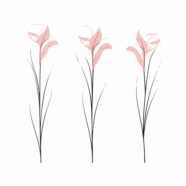 Delicate gladiolus outline illustration