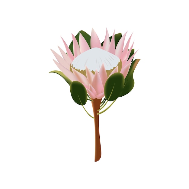 Delicate pink flower of the protea Vector illustration