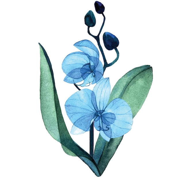 delicate watercolor illustration. blue transparent flowers, buds and leaves of the orchid