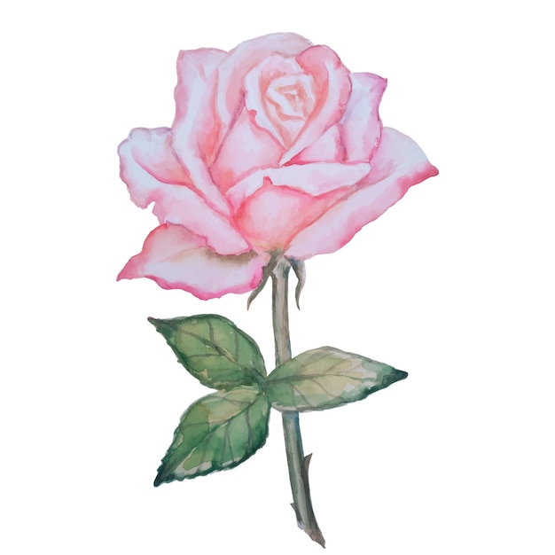 Vector delicate watercolor pink rose