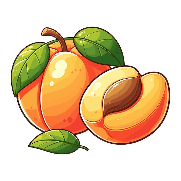 Delicious Apricot fruit vector