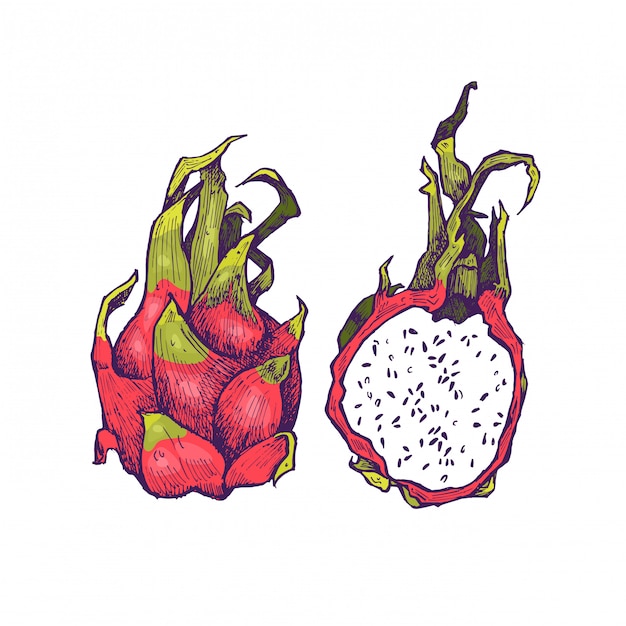 Delicious exotic hand drawn fruits