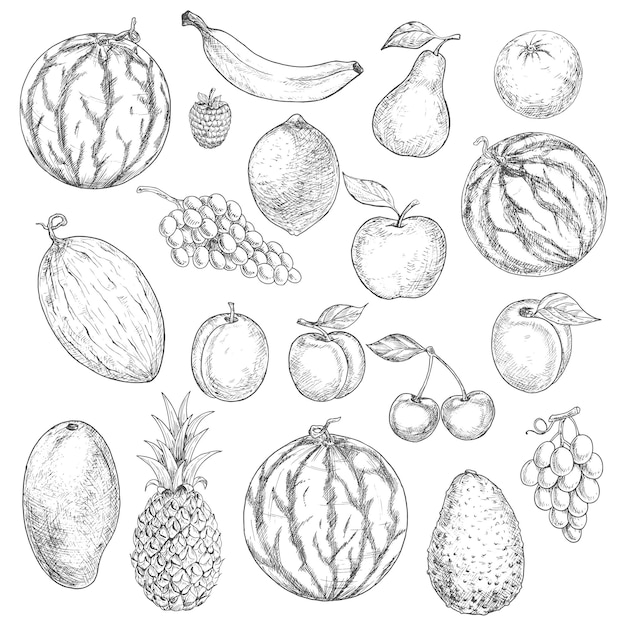 Vector delicious fresh harvested summer fruits sketches
