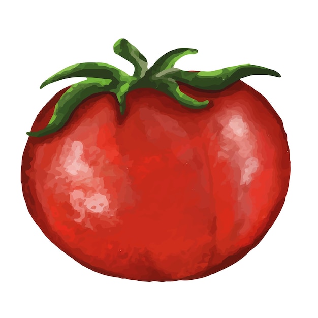 Delicious ripe tomato Harvest Vector illustration