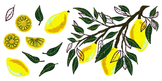 Delightful ripe lemons on a branch individual elements lemons slices leaves Hand drawn illustrations with pencil texture Vector set collection clipart bundle