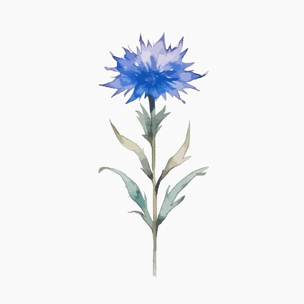 Vector delightful watercolor portrayal of a cornflower flower