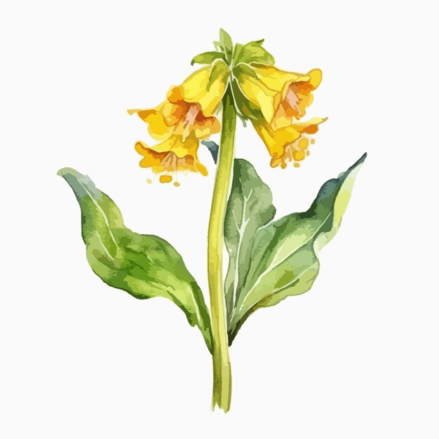 Vector delightful watercolor portrayal of a cowslip flower