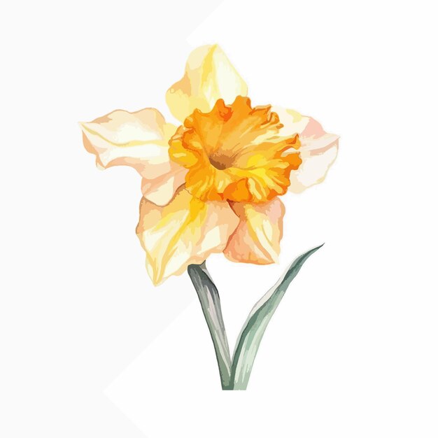 Delightful watercolor portrayal of a daffodil flower