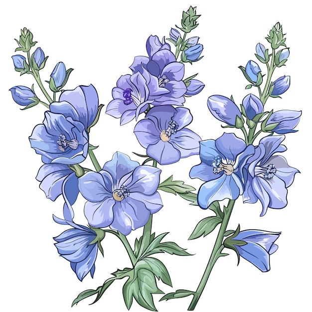 Vector delphinium flowers