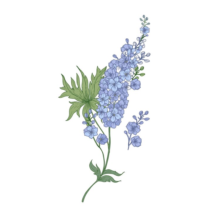 Vector delphinium or larkspur purple blooming flowers isolated on white background