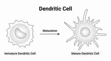 Vector dendritic cell immature dendritic cell maturation mature dendritic cell vector illustration